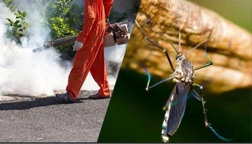 mosquito pest control services 500x500